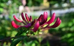 Peaches & Cream Fragrant Honeysuckle - Lonicera Periclymenum - 3 Gallon Pot -Home Bloom Garden Honeysuckle Peaches And Cream 10