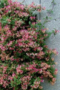 Peaches & Cream Fragrant Honeysuckle - Lonicera Periclymenum - 5 Gallon Pot -Home Bloom Garden Honeysuckle Peaches And Cream 12 2