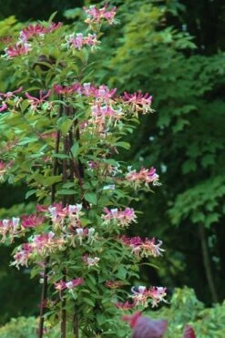 Peaches & Cream Fragrant Honeysuckle - Lonicera Periclymenum - 2 Gallon Pot -Home Bloom Garden Honeysuckle Peaches And Cream 13 1