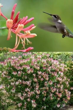 Peaches & Cream Fragrant Honeysuckle - Lonicera Periclymenum - 2 Gallon Pot -Home Bloom Garden Honeysuckle Peaches And Cream 2 500x750 2