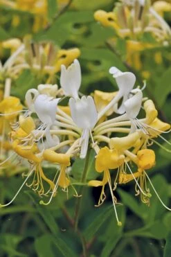 Scentsation Fragrant Yellow Honeysuckle - Lonicera Periclymenum - 3 Gallon Pot -Home Bloom Garden Honeysuckle Scentsation 1