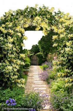 Scentsation Fragrant Yellow Honeysuckle - Lonicera Periclymenum - 1 Gallon Pot -Home Bloom Garden Honeysuckle Scentsation 10 1