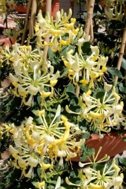 Scentsation Fragrant Yellow Honeysuckle - Lonicera Periclymenum - 1 Gallon Pot -Home Bloom Garden Honeysuckle Scentsation 2 1