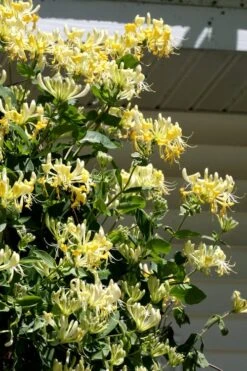 Scentsation Fragrant Yellow Honeysuckle - Lonicera Periclymenum - 1 Gallon Pot -Home Bloom Garden Honeysuckle Scentsation 3 1