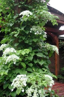 Climbing Hydrangea 'Petiolaris' - 5 Gallon Pot -Home Bloom Garden Hydrangea Climbing Petiolaris 10