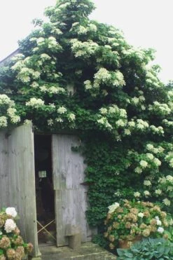 Climbing Hydrangea 'Petiolaris' - 5 Gallon Pot -Home Bloom Garden Hydrangea Climbing Petiolaris 15