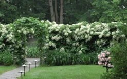 Climbing Hydrangea 'Petiolaris' - 5 Gallon Pot -Home Bloom Garden Hydrangea Climbing Petiolaris 16