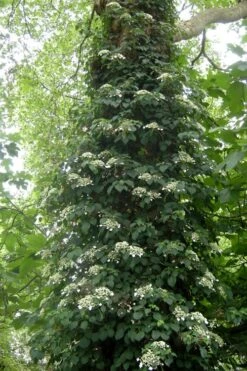 Climbing Hydrangea 'Petiolaris' - 5 Gallon Pot -Home Bloom Garden Hydrangea Climbing Petiolaris 8