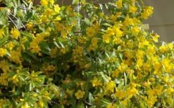 Butterscotch Yellow Jasmine (Jessamine) Gelsemium Sempervirens - 3 Gallon Pot -Home Bloom Garden Jasmine Butterscotch 51