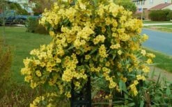 Butterscotch Yellow Jasmine (Jessamine) Gelsemium Sempervirens - 3 Gallon Pot -Home Bloom Garden Jasmine Butterscotch 52