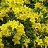 Butterscotch Yellow Jasmine (Jessamine) Gelsemium Sempervirens - 3 Gallon Pot -Home Bloom Garden Jasmine Butterscotch Rev 500x750 1