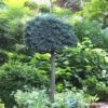 Blue Star Juniper Tree (Single Trunk Topiary) - 1 Gallon Pot -Home Bloom Garden Juniper Blue Star Standard Topiary 1 1