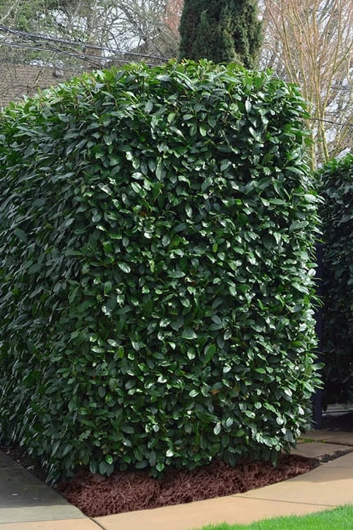 Schip Laurel (Prunus Laurocersasus 'Schipkaensis') - 1 Gallon Pot 6 Schip Laurel (Prunus Laurocersasus 'Schipkaensis') - 1 Gallon Pot - Image 4