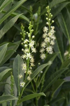 Schip Laurel (Prunus Laurocersasus 'Schipkaensis') - 1 Gallon Pot 13 Schip Laurel (Prunus Laurocersasus 'Schipkaensis') - 1 Gallon Pot -Home Bloom Garden Laurel Schip 3 1