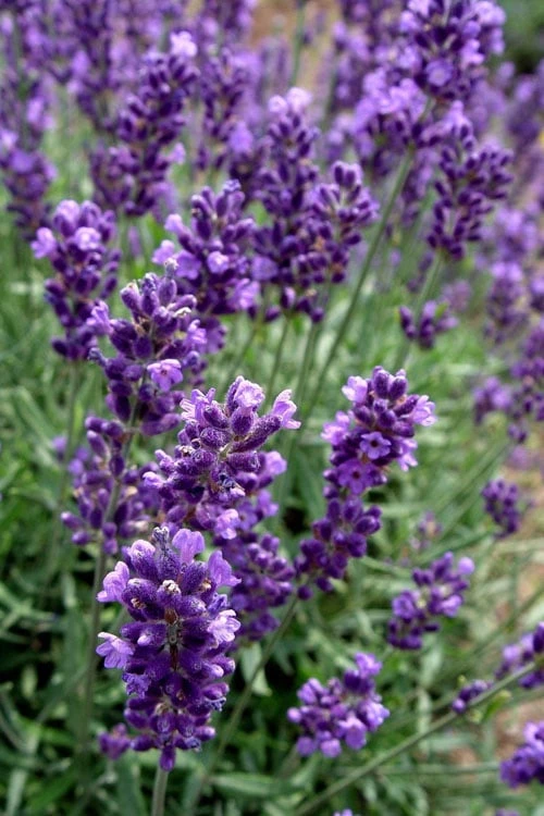 Hidcote Blue English Lavender - 5 Pack Of Quart Pots 3 Hidcote Blue English Lavender - 5 Pack Of Quart Pots