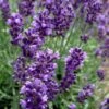 Hidcote Blue English Lavender - 6 Pack Of Pint Pots -Home Bloom Garden Lavender Hidcote 2