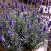 Hidcote Blue English Lavender - 1 Gallon Pot 2 Hidcote Blue English Lavender - 1 Gallon Pot -Home Bloom Garden Lavender Hidcote 3 2
