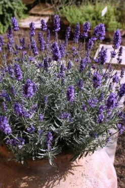 Hidcote Blue English Lavender - 6 Pack Of Pint Pots -Home Bloom Garden Lavender Hidcote 3