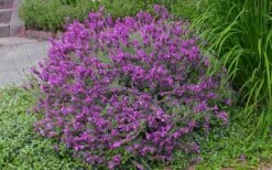 Otto Quast Spanish Lavender - 1 Gallon Pot -Home Bloom Garden Lavender Otto Quast 21 1