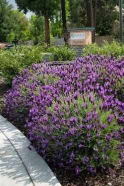 Otto Quast Spanish Lavender - 5 Pack Of Quart Pots -Home Bloom Garden Lavender Otto Quast 23