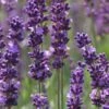 Phenomenal Lavender - 1 Gallon Pot 2 Phenomenal Lavender - 1 Gallon Pot -Home Bloom Garden Lavender Phenomenal 10