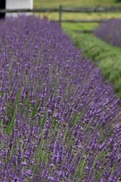 Phenomenal Lavender - 5 Pack Of Quart Pots -Home Bloom Garden Lavender Phenomenal 11 1