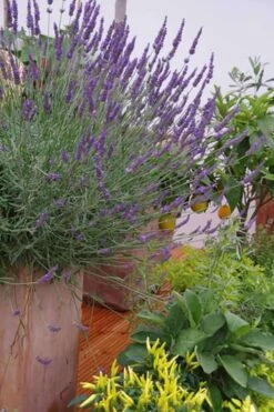 Phenomenal Lavender - 5 Pack Of Quart Pots -Home Bloom Garden Lavender Phenomenal 12 1