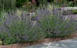 Phenomenal Lavender - 1 Gallon Pot -Home Bloom Garden Lavender Phenomenal 13