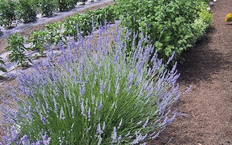Provence French Lavender - 5 Pack Of Quart Pots 7 Provence French Lavender - 5 Pack Of Quart Pots - Image 5