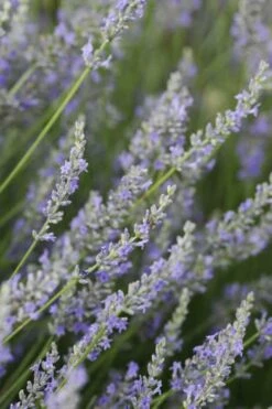 Provence French Lavender - 5 Pack Of Quart Pots 12 Provence French Lavender - 5 Pack Of Quart Pots -Home Bloom Garden Lavender Provence 3
