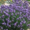 SuperBlue English Lavender - 1 Gallon Pot 1 SuperBlue English Lavender - 1 Gallon Pot -Home Bloom Garden Lavender Super Blue 2