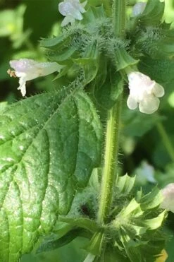 Lemon Balm Plant - 1 Gallon Pot -Home Bloom Garden Lemon Balm Plant 1
