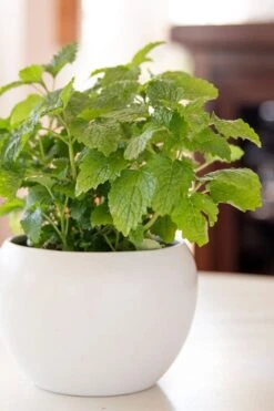 Lemon Balm Plant - 1 Gallon Pot -Home Bloom Garden Lemon Balm Plant 2