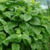 Lemon Balm Plant - 1 Gallon Pot 1 Lemon Balm Plant - 1 Gallon Pot -Home Bloom Garden Lemon Balm Plant 3