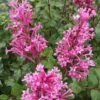 Bloomerang Dwarf Pink Lilac - 5 Pack Of Quart Pots -Home Bloom Garden Lilac Bloomerang Dwarf Pink 1 1