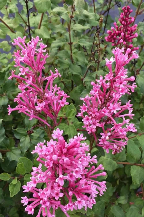 Bloomerang Dwarf Pink Lilac - 5 Pack Of Quart Pots 3 Bloomerang Dwarf Pink Lilac - 5 Pack Of Quart Pots