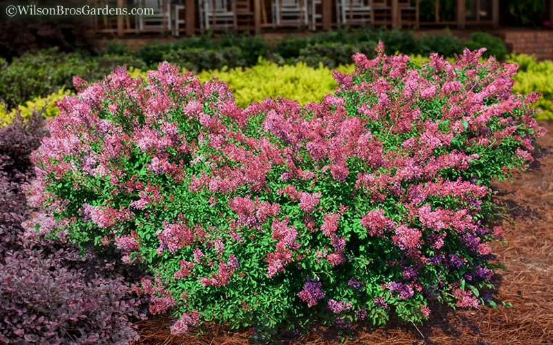 Bloomerang Dwarf Pink Lilac - 5 Pack Of Quart Pots 6 Bloomerang Dwarf Pink Lilac - 5 Pack Of Quart Pots - Image 4