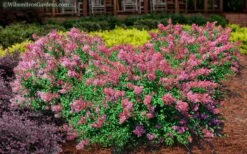 Bloomerang Dwarf Pink Lilac - 3 Gallon Pot -Home Bloom Garden Lilac Bloomerang Dwarf Pink 2