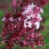 Red Pixie Lilac - Syringa Hybrid - 1 Gallon Pot 2 Red Pixie Lilac - Syringa Hybrid - 1 Gallon Pot -Home Bloom Garden Lilac Red Pixie Flower Closeup