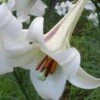 Philippine Lily - 1 Quart Pot 2 Philippine Lily - 1 Quart Pot -Home Bloom Garden Lilium Pilippinense