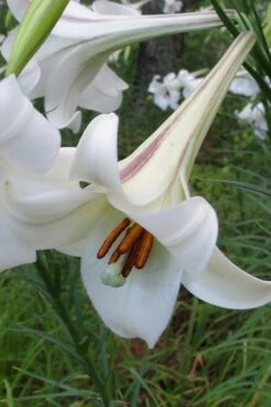 Philippine Lily - 1 Quart Pot