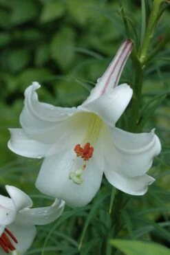 Philippine Lily - 1 Quart Pot -Home Bloom Garden Lily Philippine 2