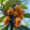 Loquat Tree - Eriobotrya Japonica - 3 Gallon Pot -Home Bloom Garden Loquat 10