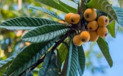 Loquat Tree - Eriobotrya Japonica - 3 Gallon Pot -Home Bloom Garden Loquat 12