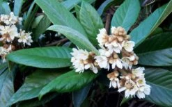Loquat Tree - Eriobotrya Japonica - 3 Gallon Pot -Home Bloom Garden Loquat Tree Flowers