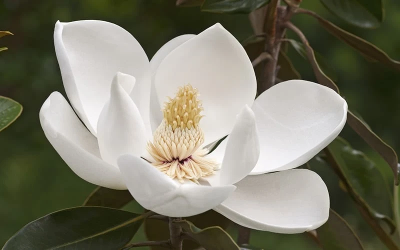 Alta Southern Magnolia - 3 Gallon Pot 7 Alta Southern Magnolia - 3 Gallon Pot - Image 5