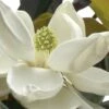 D. D. Blanchard Southern Magnolia - 1 Gallon Pot -Home Bloom Garden Magnolia DD Blanchard 10