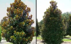 D. D. Blanchard Southern Magnolia - 1 Gallon Pot -Home Bloom Garden Magnolia DD Blanchard