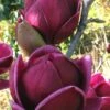 Genie Magnolia Tulip Tree - 5 Gallon Pot -Home Bloom Garden Magnolia Genie 1