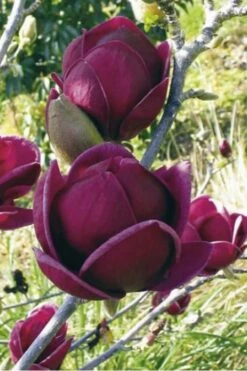 Genie Magnolia Tulip Tree - 5 Gallon Pot -Home Bloom Garden Magnolia Genie 10